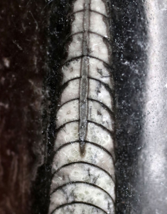 まっすぐな殻を持つ頭足類の仲間、オルソセラス(Orthoceras)の化石(その3)