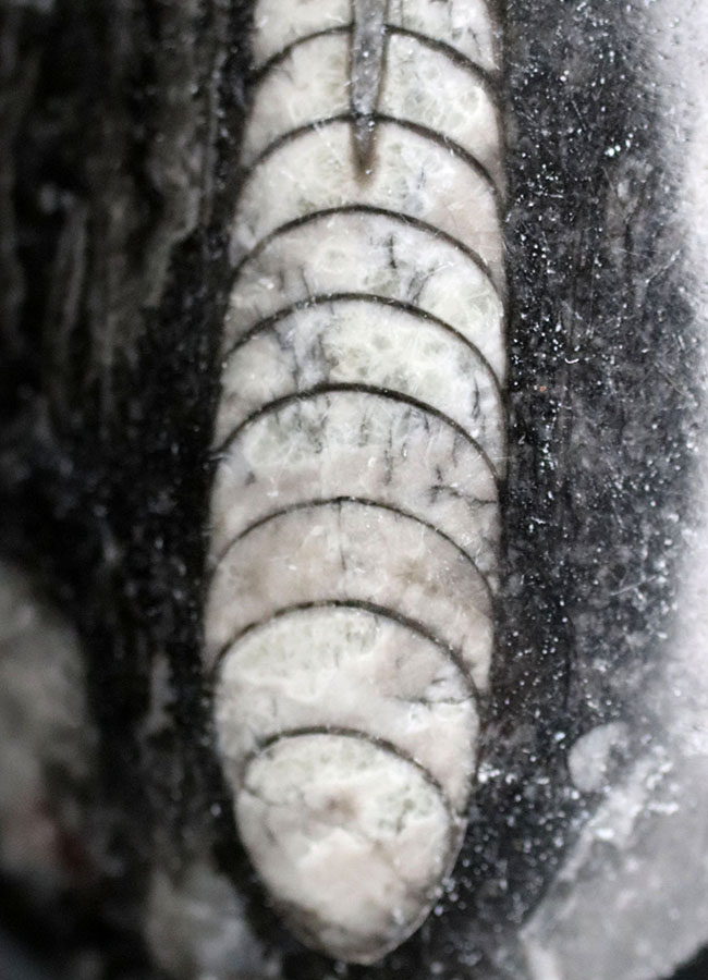 まっすぐな殻を持つ頭足類の仲間、オルソセラス(Orthoceras)の化石(その4)