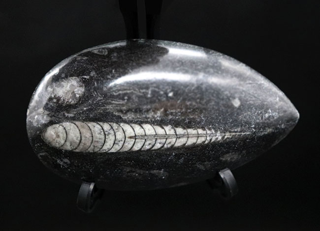 まっすぐな殻を持つ頭足類の仲間、オルソセラス(Orthoceras)の化石(その5)