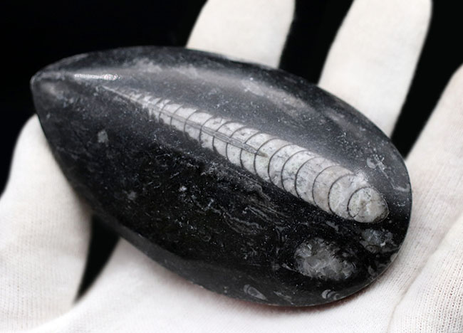 まっすぐな殻を持つ頭足類の仲間、オルソセラス(Orthoceras)の化石(その6)