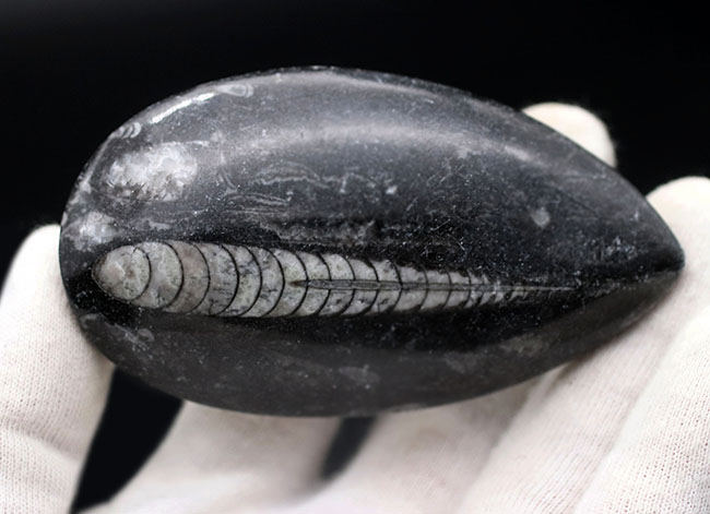 まっすぐな殻を持つ頭足類の仲間、オルソセラス（Orthoceras）の化石