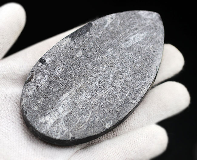 まっすぐな殻を持つ頭足類の仲間、オルソセラス（Orthoceras）の化石