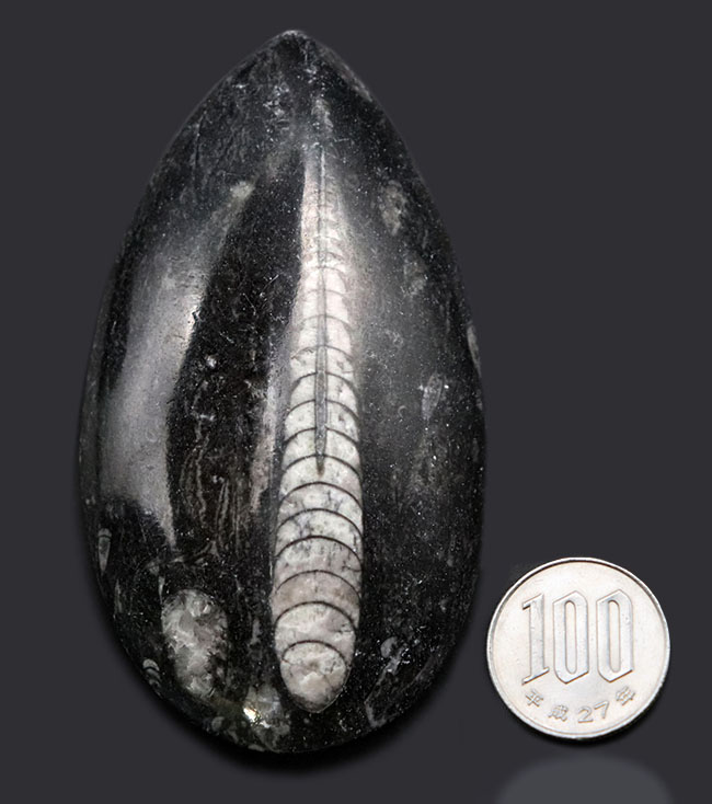 まっすぐな殻を持つ頭足類の仲間、オルソセラス(Orthoceras)の化石(その9)