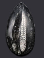 まっすぐな殻を持つ頭足類の仲間、オルソセラス（Orthoceras）の化石