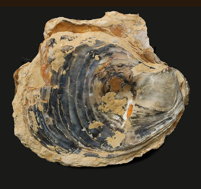 １０センチーバー、特大！珍しいスペイン産の白亜紀の牡蠣（カキ）の化石（その1）