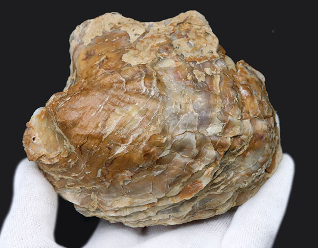 １０センチーバー、特大！珍しいスペイン産の白亜紀の牡蠣（カキ）の化石（その2）