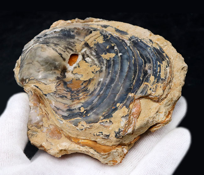 １０センチーバー、特大！珍しいスペイン産の白亜紀の牡蠣（カキ）の化石（その3）