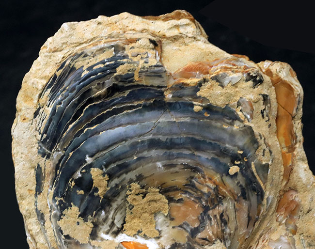 １０センチーバー、特大！珍しいスペイン産の白亜紀の牡蠣（カキ）の化石（その4）