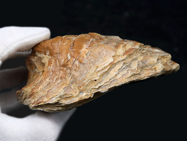１０センチーバー、特大！珍しいスペイン産の白亜紀の牡蠣（カキ）の化石（その5）
