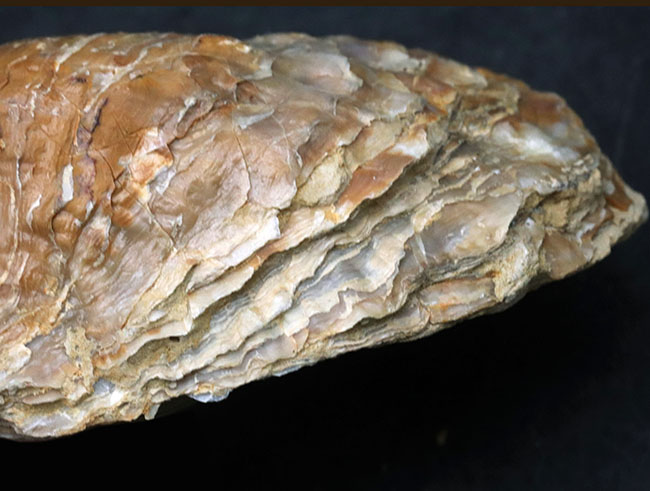 １０センチーバー、特大！珍しいスペイン産の白亜紀の牡蠣（カキ）の化石（その6）