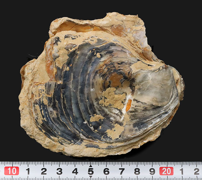 １０センチーバー、特大！珍しいスペイン産の白亜紀の牡蠣（カキ）の化石（その7）