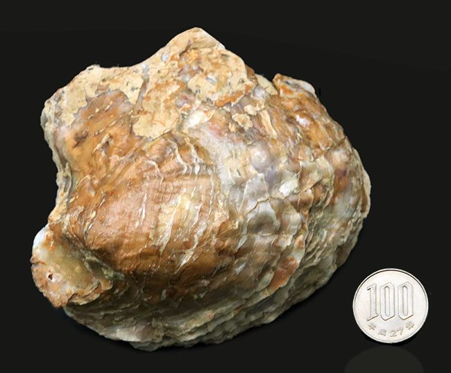 １０センチーバー、特大！珍しいスペイン産の白亜紀の牡蠣（カキ）の化石（その8）