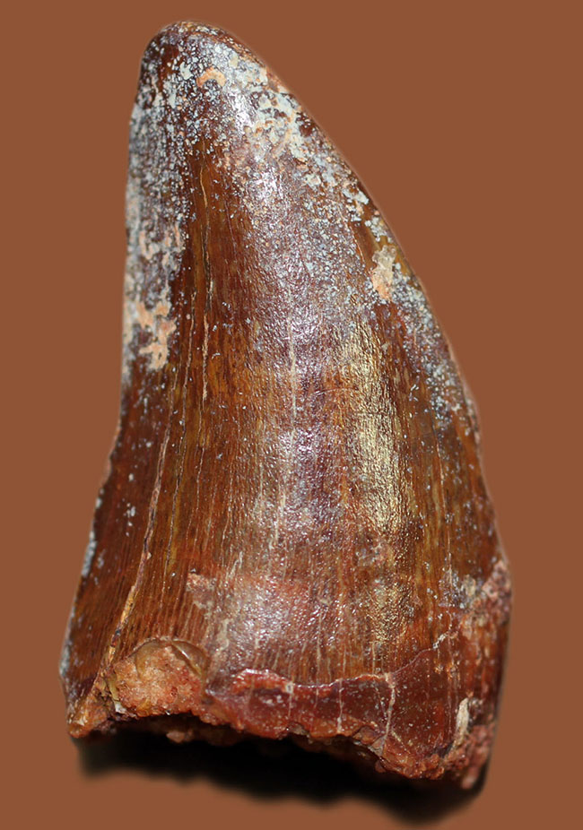 カルカロドントサウルス 歯の化石 本物 モロッコ産 86.19mm ca34 - 雑貨