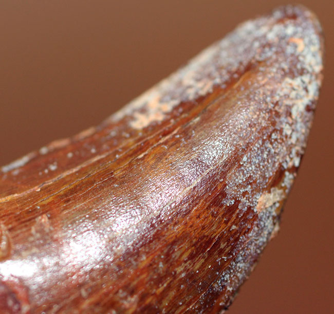 玉数の減少が予想される歯化石の一つ、カルカロドントサウルス歯
