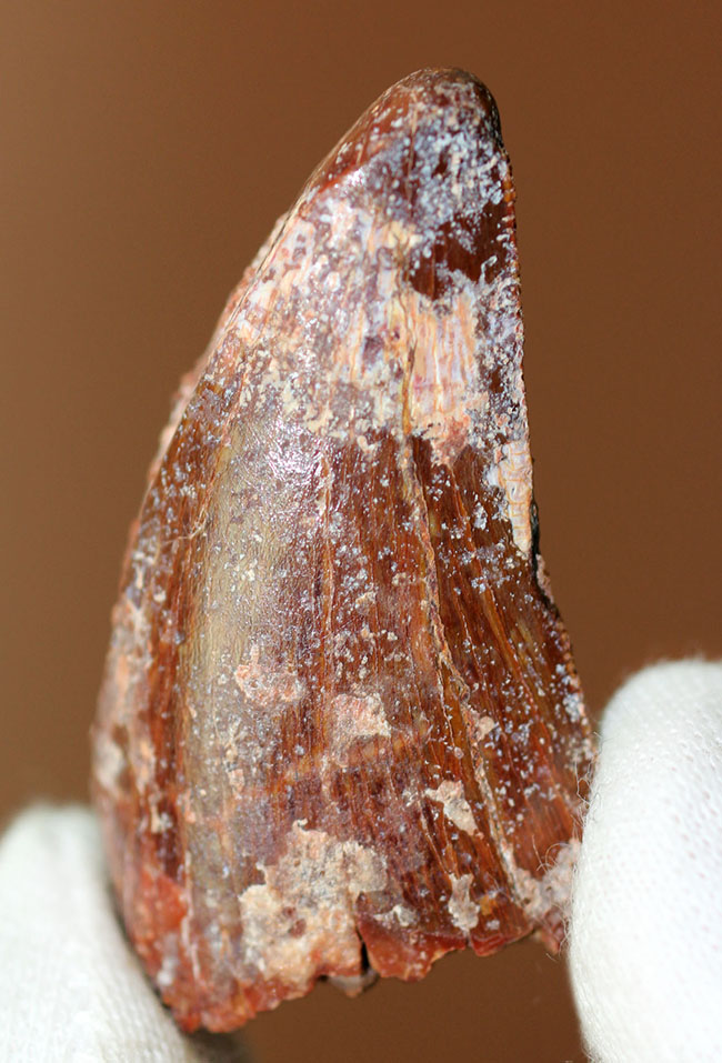 玉数の減少が予想される歯化石の一つ、カルカロドントサウルス歯
