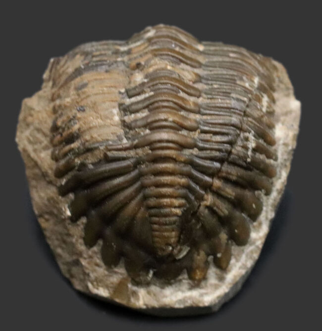 丸みを帯びたフリルが特徴的、モロッコ産のデボン紀の三葉虫、メタカンティナ（Metacanthina）の化石（その1）