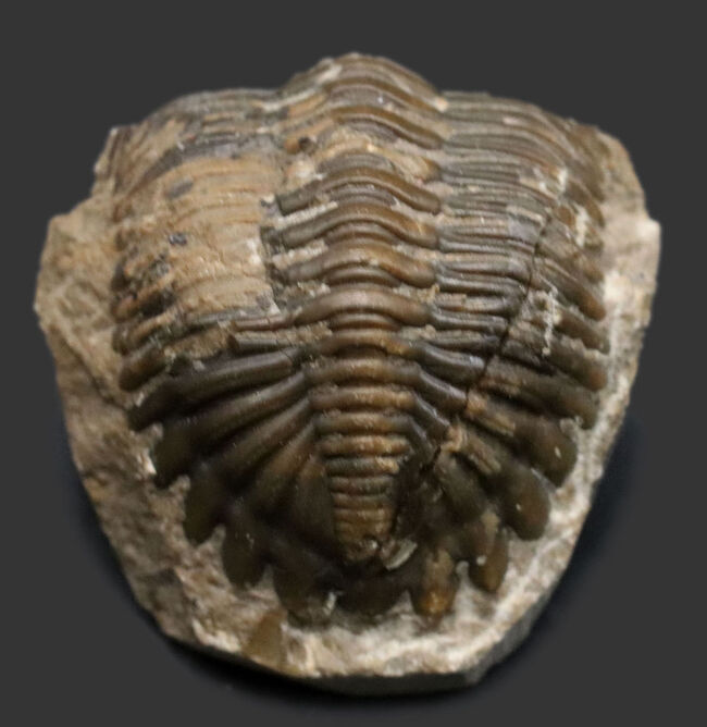 丸みを帯びたフリルが特徴的、モロッコ産のデボン紀の三葉虫、メタカンティナ(Metacanthina)の化石(その1)