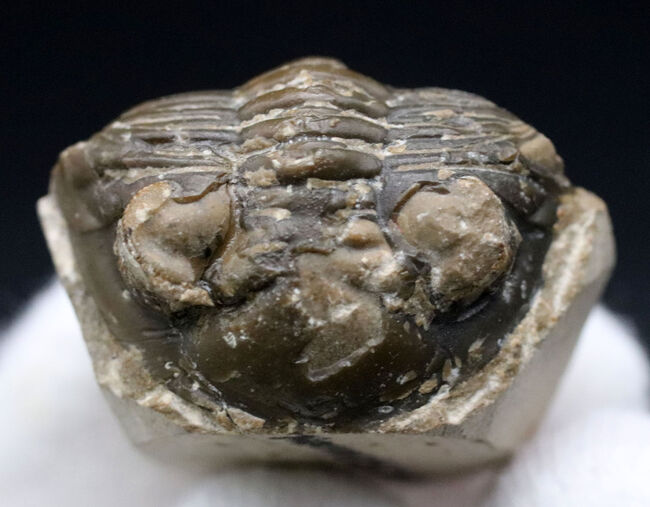 丸みを帯びたフリルが特徴的、モロッコ産のデボン紀の三葉虫、メタカンティナ（Metacanthina）の化石（その2）