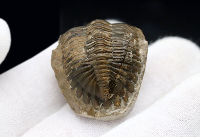丸みを帯びたフリルが特徴的、モロッコ産のデボン紀の三葉虫、メタカンティナ(Metacanthina)の化石(その3)