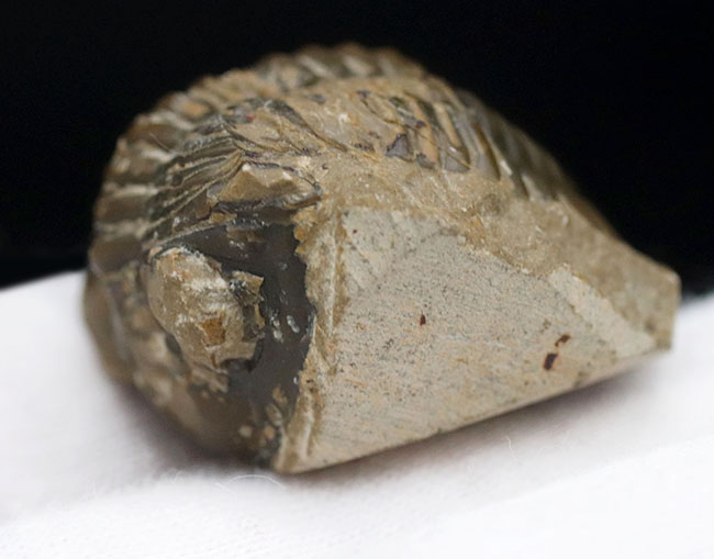 丸みを帯びたフリルが特徴的、モロッコ産のデボン紀の三葉虫、メタカンティナ(Metacanthina)の化石(その4)