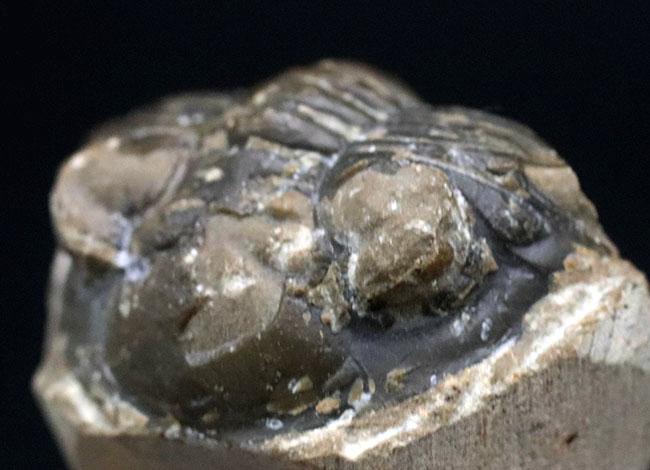 丸みを帯びたフリルが特徴的、モロッコ産のデボン紀の三葉虫、メタカンティナ（Metacanthina）の化石（その5）