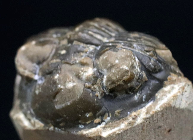 丸みを帯びたフリルが特徴的、モロッコ産のデボン紀の三葉虫、メタカンティナ(Metacanthina)の化石(その5)