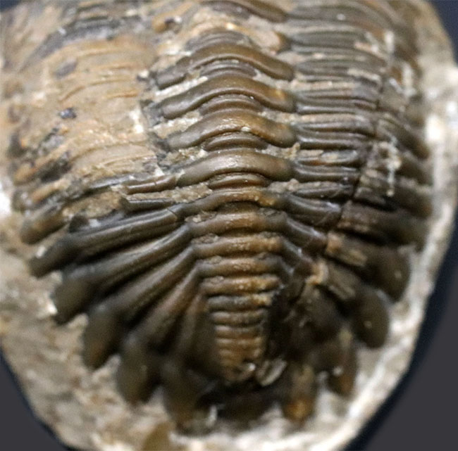 丸みを帯びたフリルが特徴的、モロッコ産のデボン紀の三葉虫、メタカンティナ(Metacanthina)の化石(その6)
