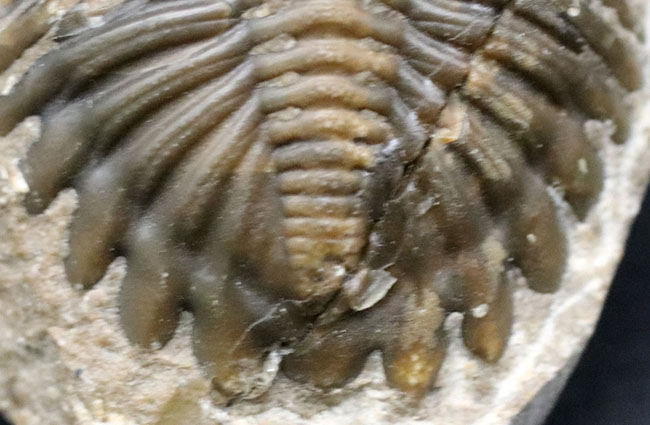 丸みを帯びたフリルが特徴的、モロッコ産のデボン紀の三葉虫、メタカンティナ(Metacanthina)の化石(その7)