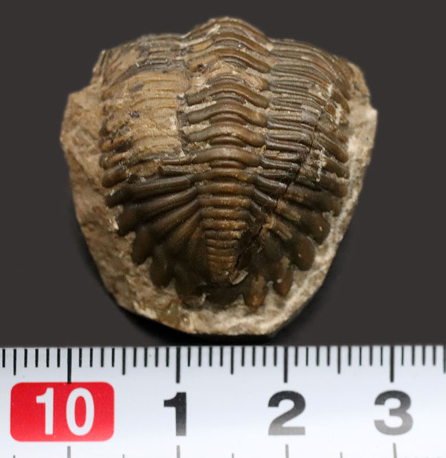 丸みを帯びたフリルが特徴的、モロッコ産のデボン紀の三葉虫、メタカンティナ(Metacanthina)の化石(その8)