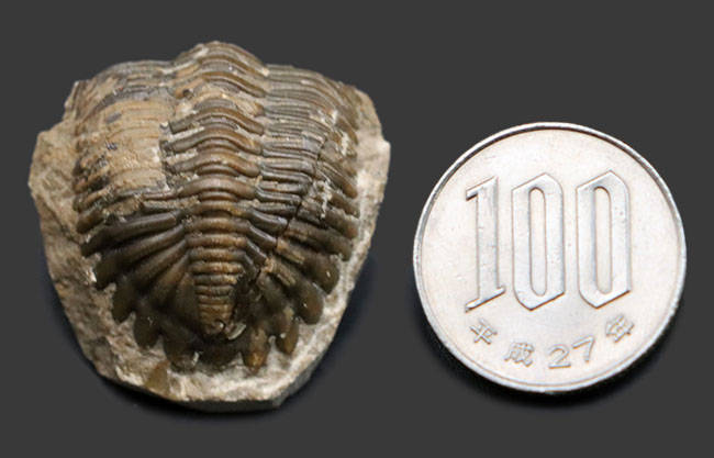 丸みを帯びたフリルが特徴的、モロッコ産のデボン紀の三葉虫、メタカンティナ(Metacanthina)の化石(その9)