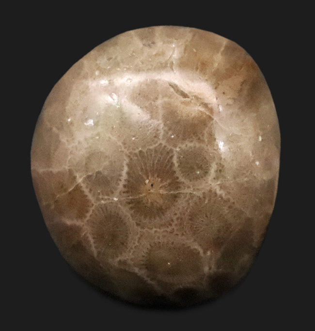 六角形の模様が明瞭に現れた、インドネシア産・六放サンゴ化石の美しいカボション（その1）