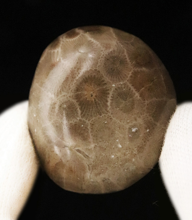 六角形の模様が明瞭に現れた、インドネシア産・六放サンゴ化石の美しいカボション（その2）