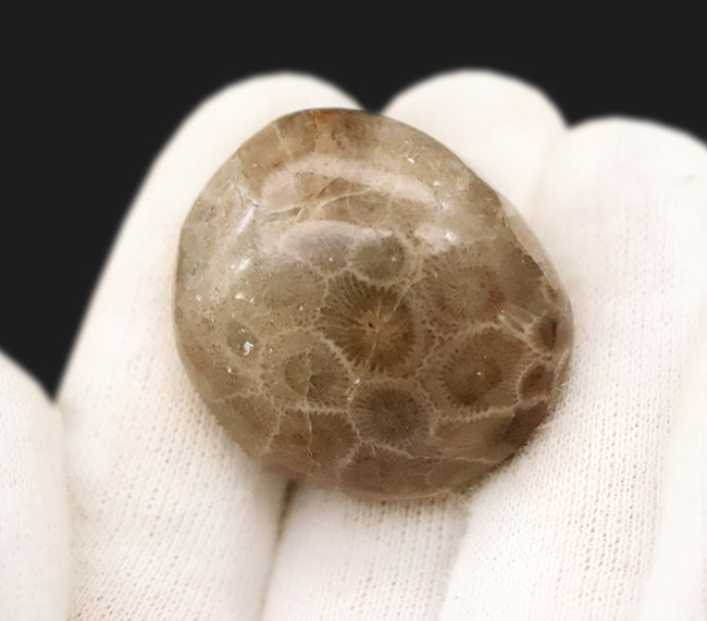 六角形の模様が明瞭に現れた、インドネシア産・六放サンゴ化石の美しいカボション（その3）