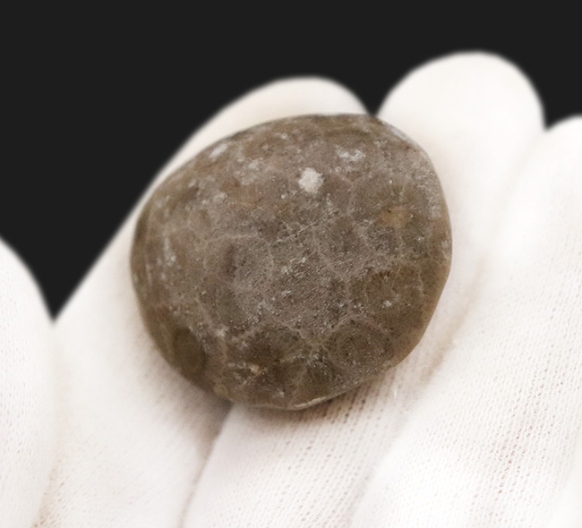 六角形の模様が明瞭に現れた、インドネシア産・六放サンゴ化石の美しいカボション（その4）