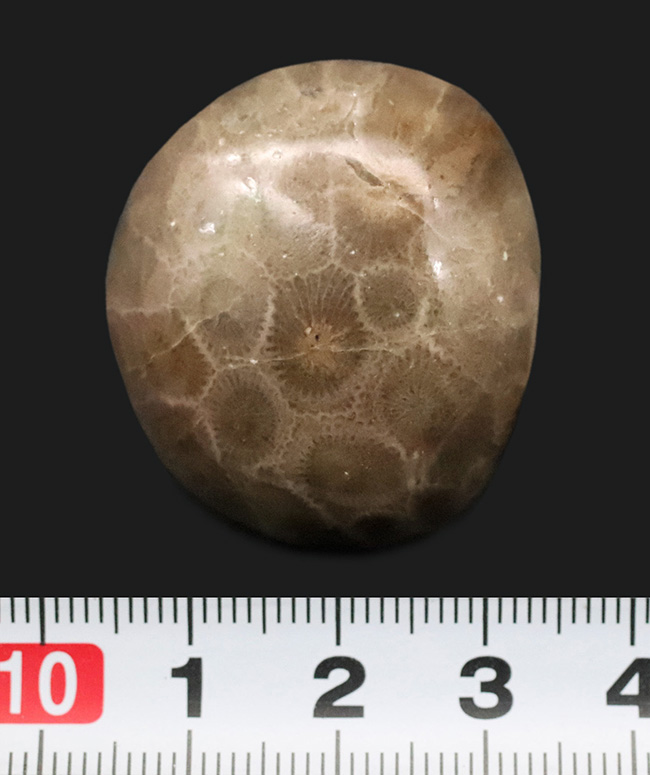 六角形の模様が明瞭に現れた、インドネシア産・六放サンゴ化石の美しいカボション（その5）