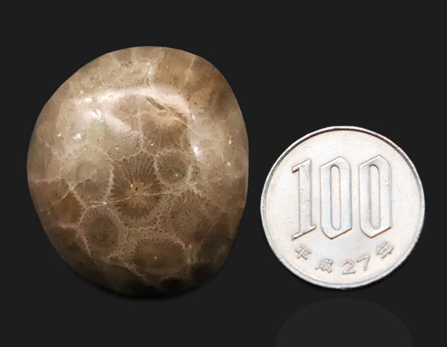 六角形の模様が明瞭に現れた、インドネシア産・六放サンゴ化石の美しいカボション（その6）