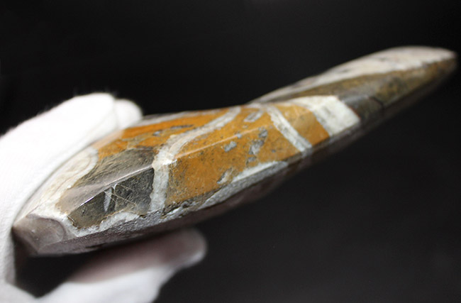 直径１８センチ、およそ１キロの大きなゴニアタイト化石（Goniatite）。原始的な頭足類。（その5）