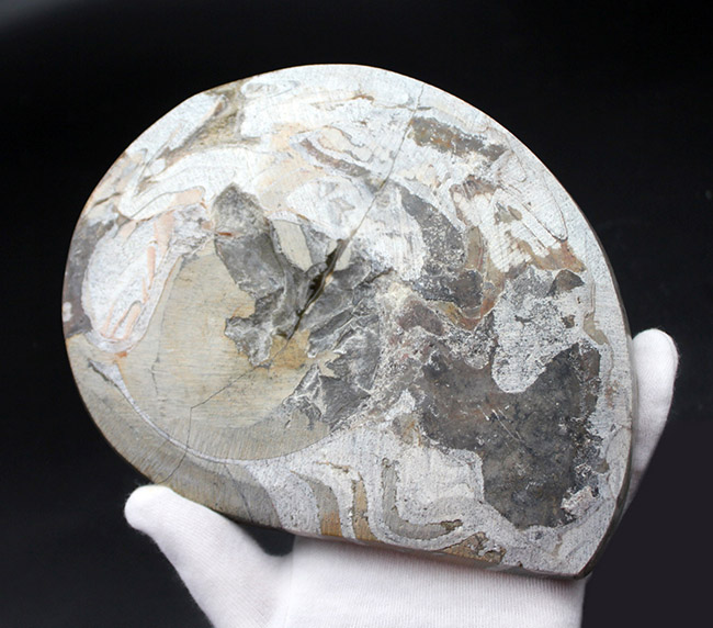 直径１８センチ、およそ１キロの大きなゴニアタイト化石（Goniatite）。原始的な頭足類。（その6）