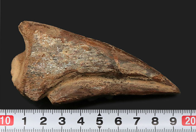 他を圧倒するサイズ！驚異の周長134ミリ！史上最大級の恐竜