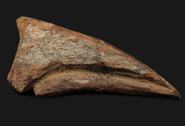 他を圧倒するサイズ！驚異の周長１３４ミリ！史上最大級の恐竜、スピノサウルス（Spinosaurus）の後肢の爪の化石（その3）