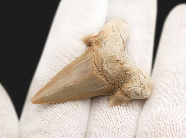 副歯も保存!古代の絶滅巨大ザメ、オトドゥス・オブリークス(Otodus obliquus)の上質の歯化石(その2)