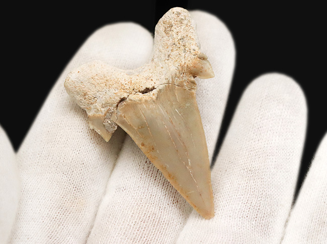副歯も保存!古代の絶滅巨大ザメ、オトドゥス・オブリークス(Otodus obliquus)の上質の歯化石(その3)