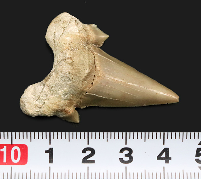 副歯も保存!古代の絶滅巨大ザメ、オトドゥス・オブリークス(Otodus obliquus)の上質の歯化石(その5)