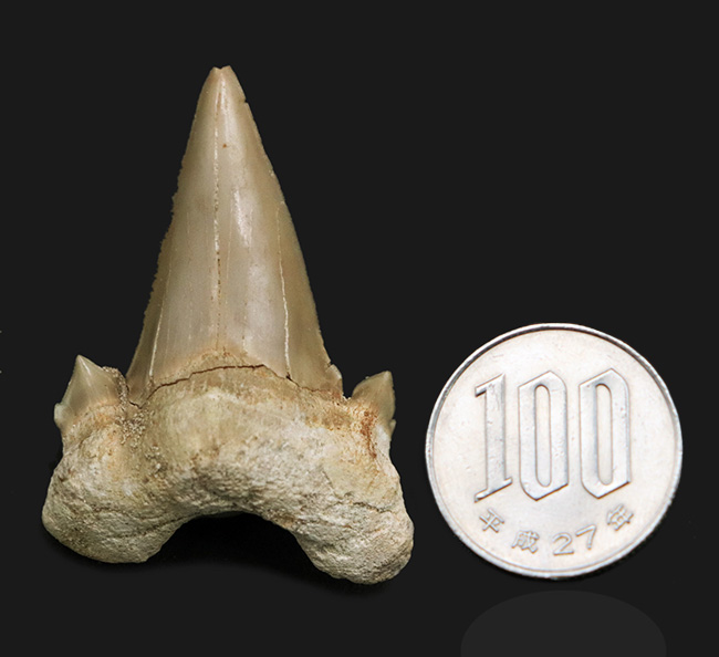 副歯も保存!古代の絶滅巨大ザメ、オトドゥス・オブリークス(Otodus obliquus)の上質の歯化石(その6)