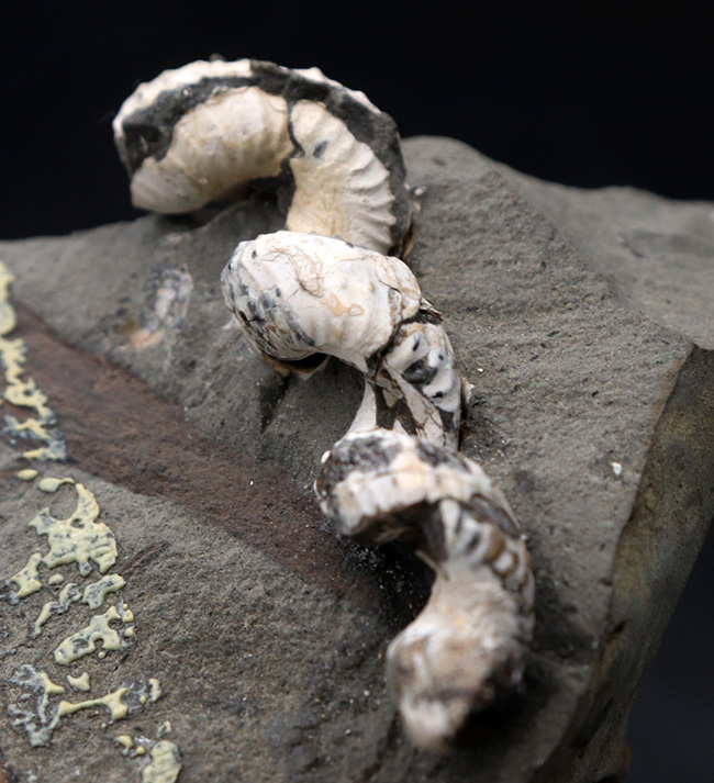 北海道産の異常巻きアンモナイトの希少属、ハイファントセラス（Hyphantoceras）の上質化石（その1）