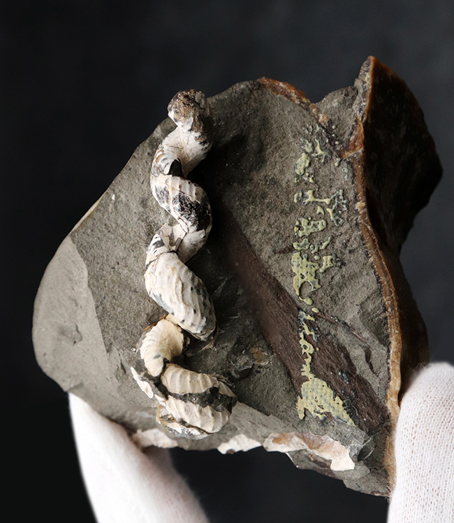 北海道産の異常巻きアンモナイトの希少属、ハイファントセラス(Hyphantoceras)の上質化石(その2)