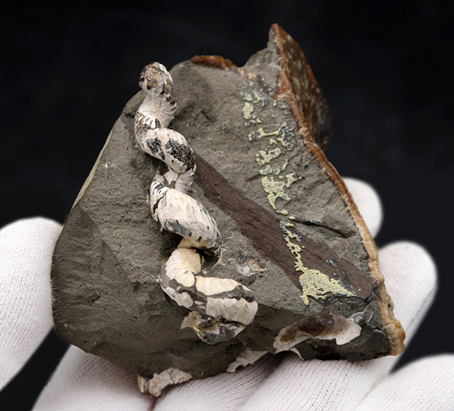 北海道産の異常巻きアンモナイトの希少属、ハイファントセラス（Hyphantoceras）の上質化石（その3）