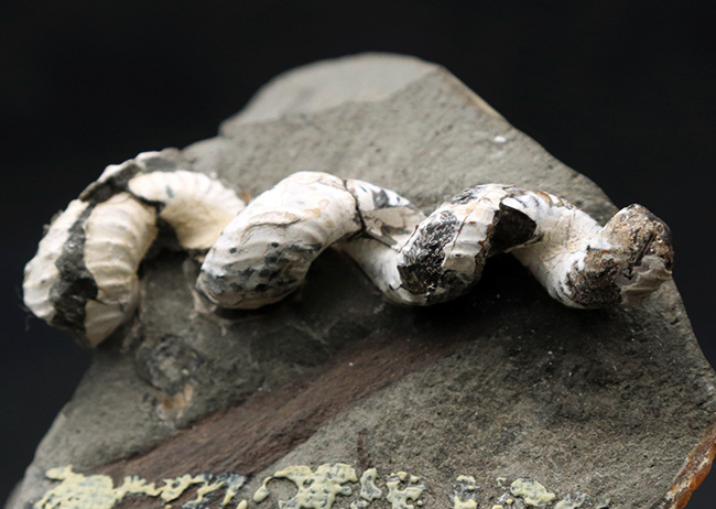 北海道産の異常巻きアンモナイトの希少属、ハイファントセラス（Hyphantoceras）の上質化石（その4）