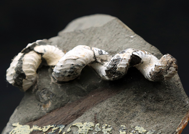 北海道産の異常巻きアンモナイトの希少属、ハイファントセラス(Hyphantoceras)の上質化石(その4)