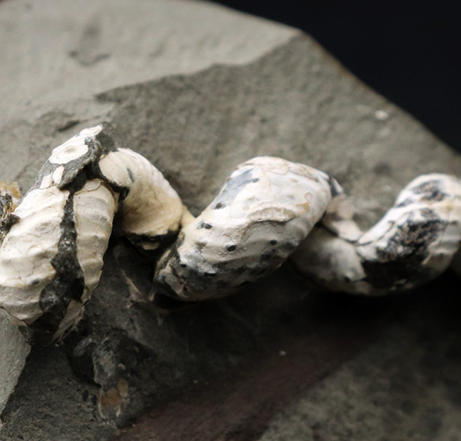 北海道産の異常巻きアンモナイトの希少属、ハイファントセラス（Hyphantoceras）の上質化石（その5）